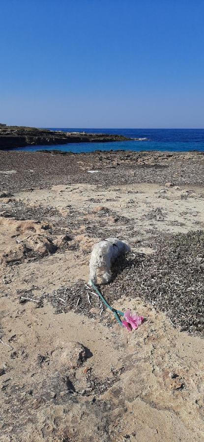 Che Vista!! Ostuni ,Sulle Bianche Mura Con Vista Mozzafiato Ngoại thất bức ảnh
